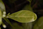 Seaside brookweed <BR>Water pimpernel